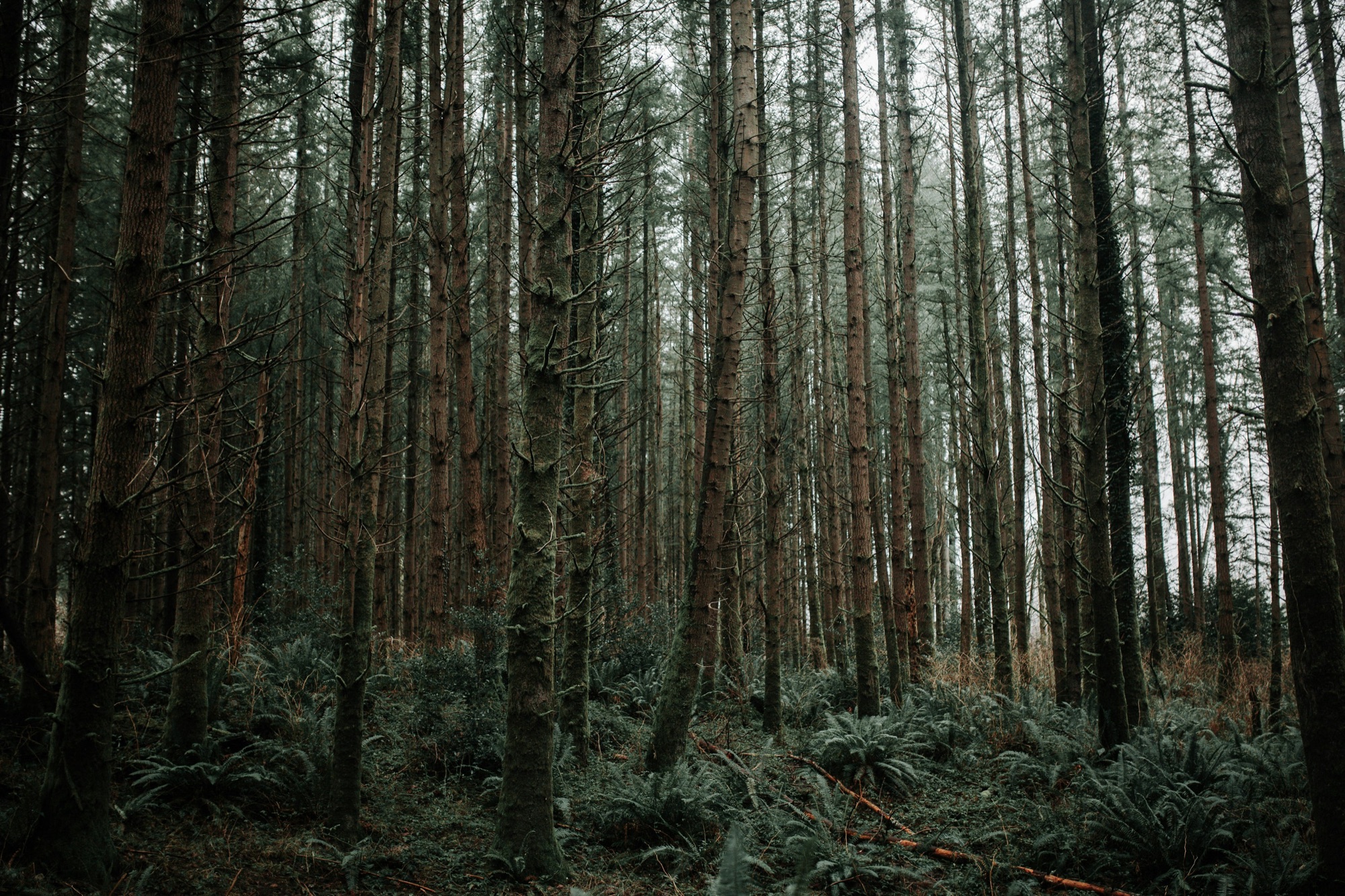 Soft light falling through a quiet green forest